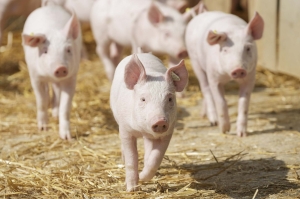 Ferkel im Stroh, Quelle: Jan Potente